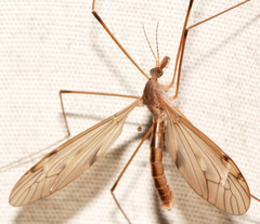 Tipula ultima