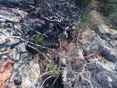 Crassula cotyledonis