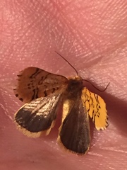 Chrysoecia atrolinea