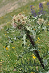 Cirsium osterhoutii