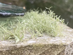 Ramalina stenospora