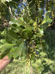 Cupaniopsis anacardioides