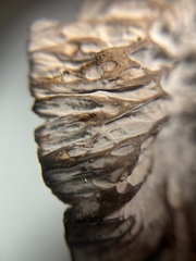 Craterellus atrocinereus