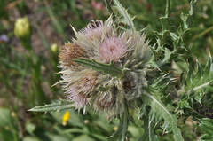 Cirsium osterhoutii