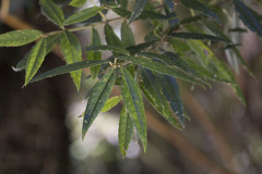 Crinodendron hookerianum
