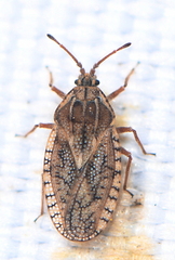 Tingis pilosa