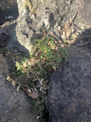 Cerastium holosteoides