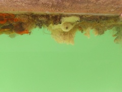 Aplidium