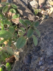 Cerastium holosteoides