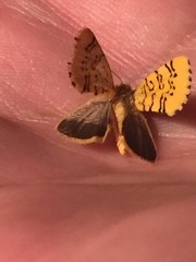 Chrysoecia atrolinea