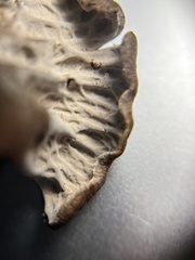 Craterellus atrocinereus