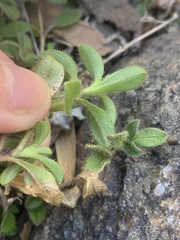 Cerastium holosteoides