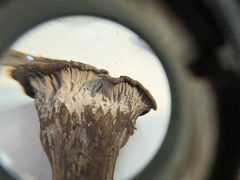 Craterellus atrocinereus