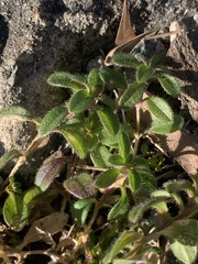 Cerastium holosteoides