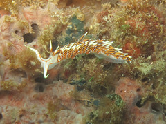 Phidiana militaris