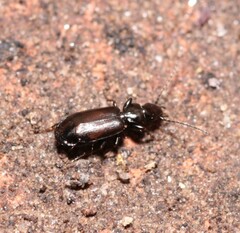 Microlestes