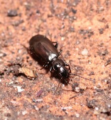 Microlestes