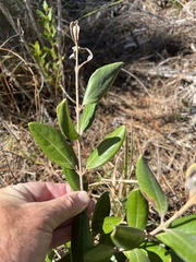 Rhodomyrtus tomentosa