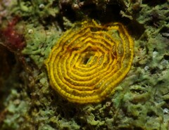 Elysia velutinus