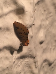 Chrysoecia atrolinea