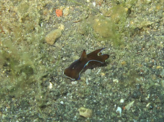 Philinopsis speciosa