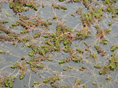 Myriophyllum quitense