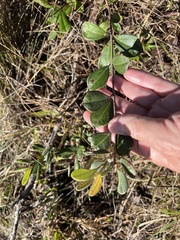 Rhodomyrtus tomentosa