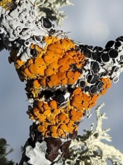 Xanthomendoza hasseana