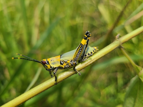 Variegated grasshopper