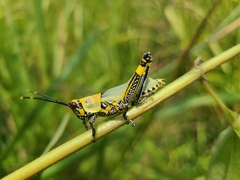 Zonocerus variegatus