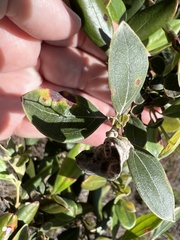 Rhodomyrtus tomentosa