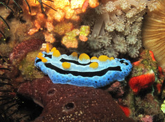 Phyllidia coelestis