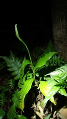 Goodyera procera