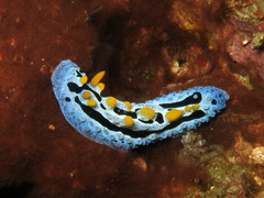 Phyllidia coelestis