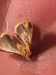 Chrysoecia atrolinea