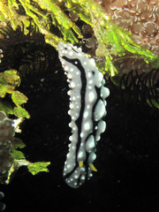 Phyllidia elegans
