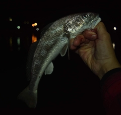 Menticirrhus americanus