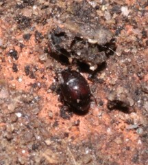 Abraeinae