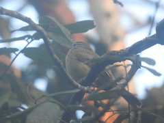 Myiopagis viridicata