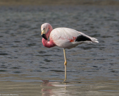 Phoenicoparrus andinus