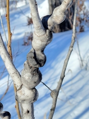 Euhexomyza schineri