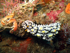 Phyllidia elegans
