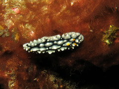 Phyllidia elegans