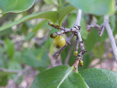 Cordiera