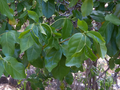Cordiera