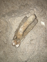 Callyspongia aculeata