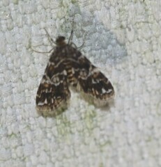 Elophila responsalis