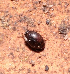Abraeinae