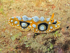 Phyllidia ocellata