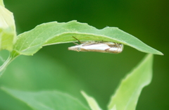 Crambus agitatellus